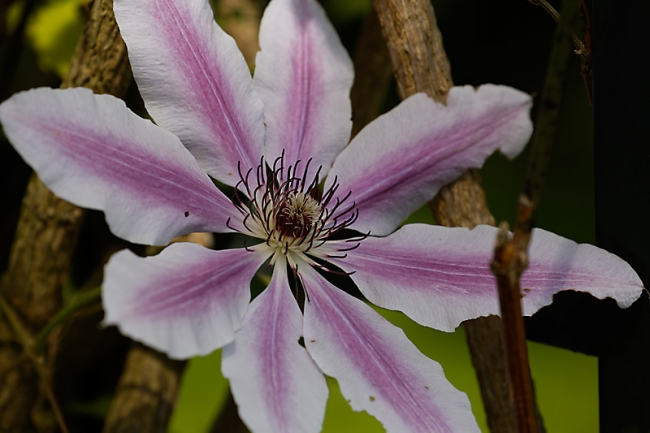 Jardin des Impressionnistes-MAI14-077